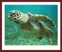 wildlife and fish