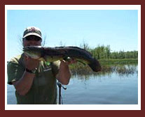 wildlife and fish